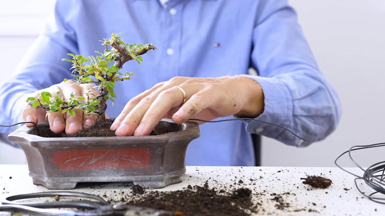 Kako napraviti bonsai