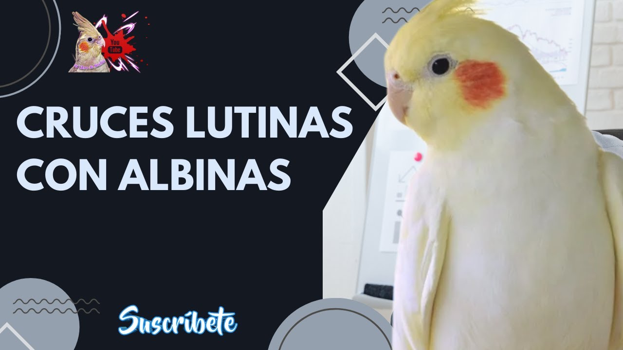 Cruces de Ninfas Lutinas Con Albinas