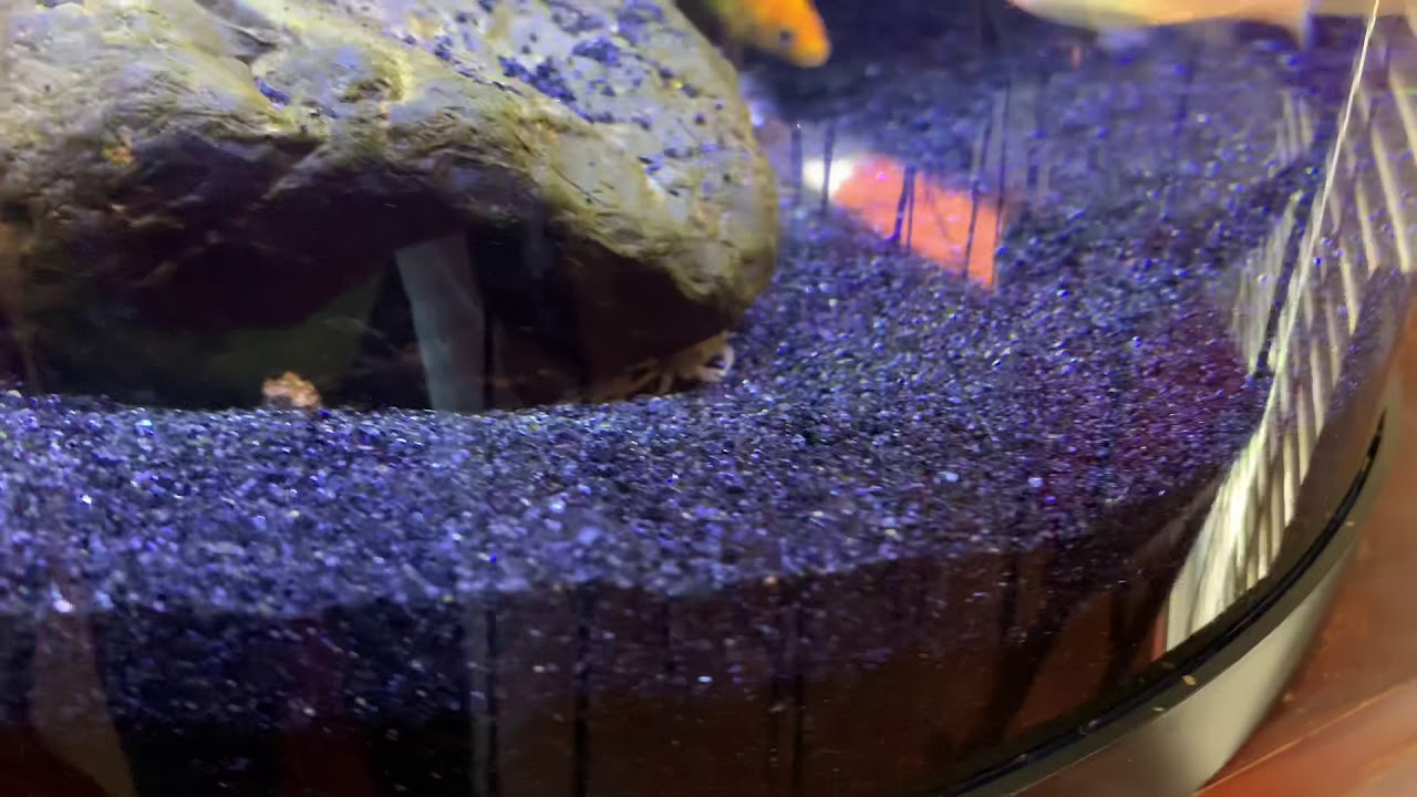Freshwater Pom Pom crabs