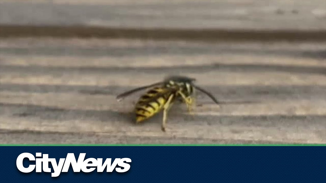 Winnipeg seeing more wasps