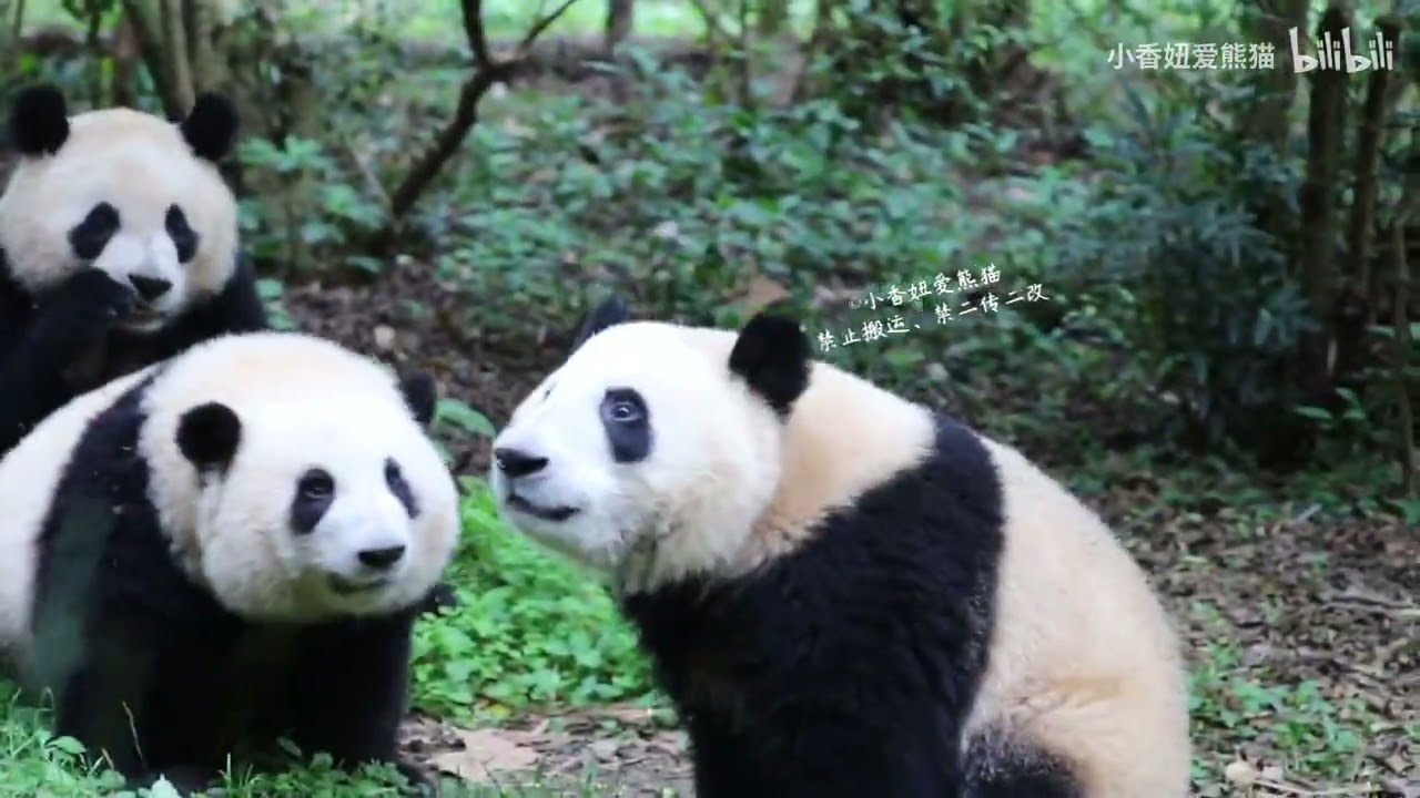 Hehua: “Don't fish me, Feed in my mouth please.”  - Panda Hehua & Heye & Runyue