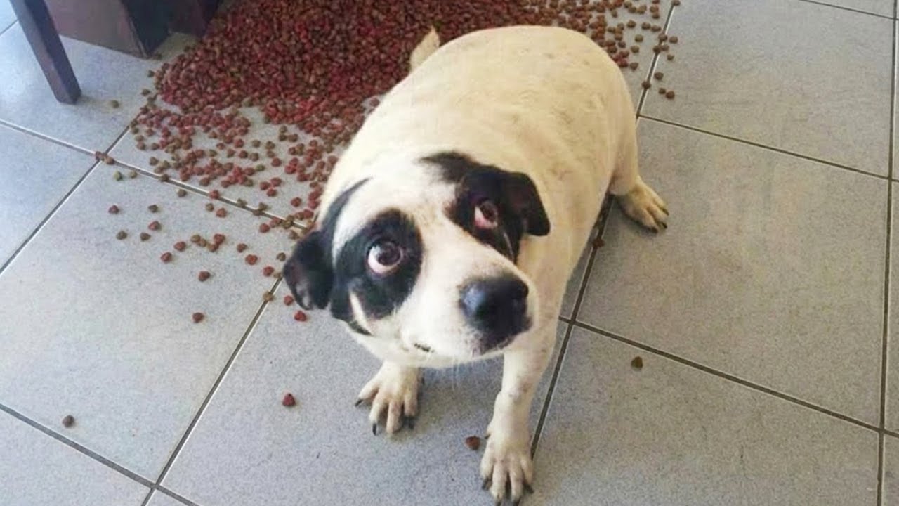 Intenta No Reír 😂 Los Mejores Videos de Animales Divertidos