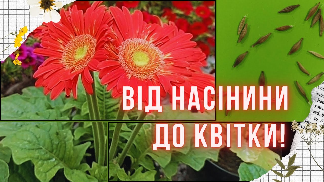 Гербера з насіння: я зробила це! Як виростити магазинну квітку вдома? Успіхи та помилки