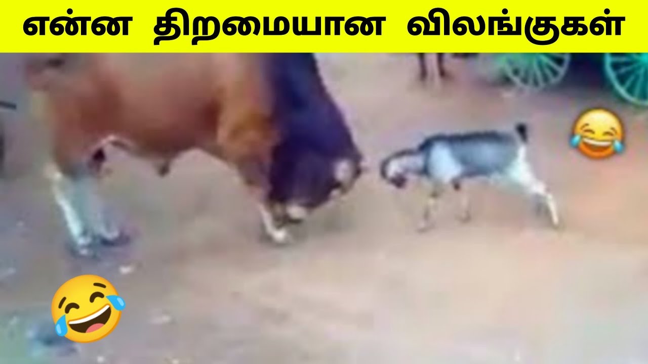 இதுவரை பார்த்திராத கேமராவில் பதிவான சம்பவங்கள் / Amazing Animals part 9 /  Tamil Display