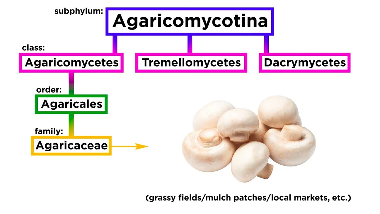 Агариковые (Agaricales) Часть 1: Агариковые (Agaricaceae)