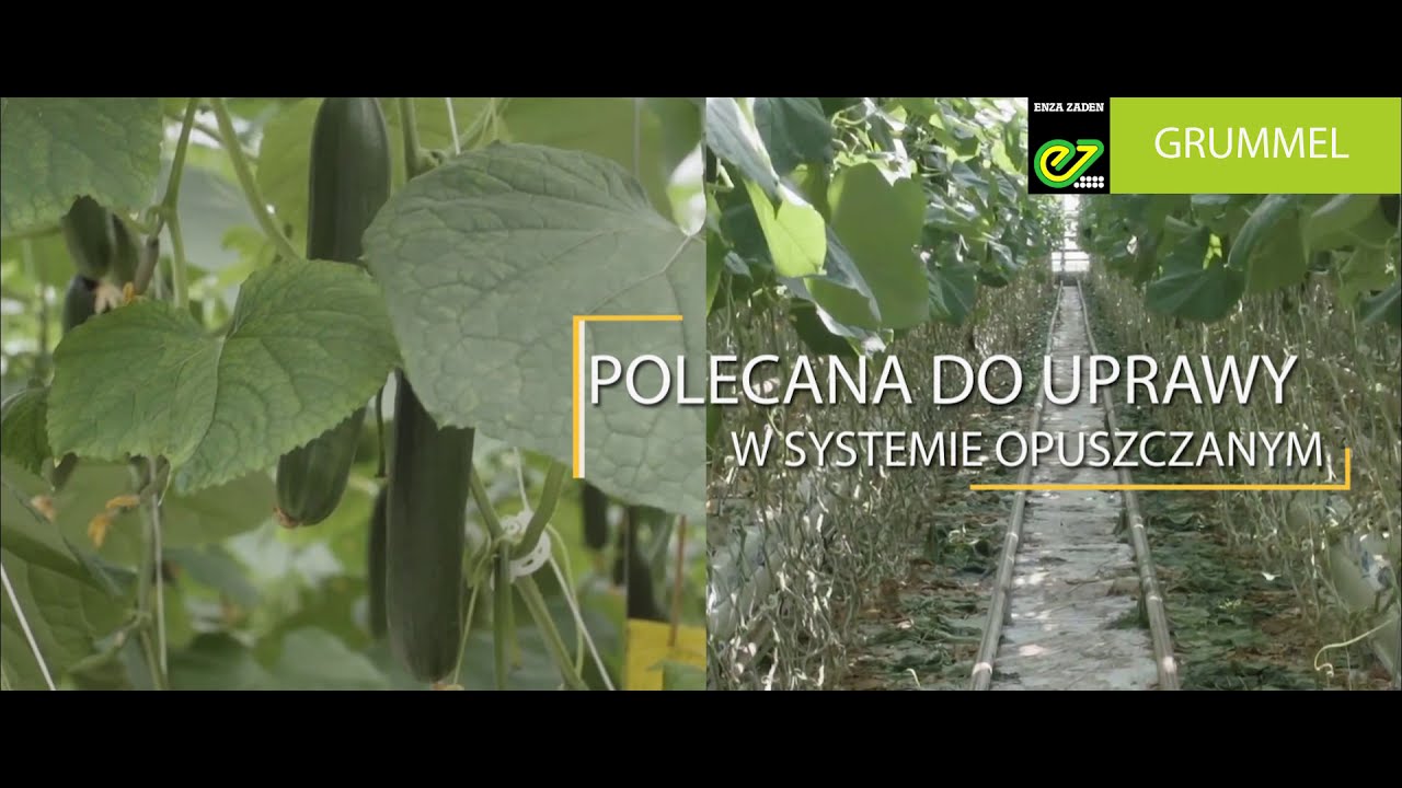 Poznajcie nową odmianę og&oacute;rka szklarniowego - Grummel!