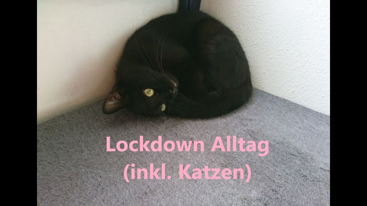 Lockdown Alltag (aber mit Katzen)