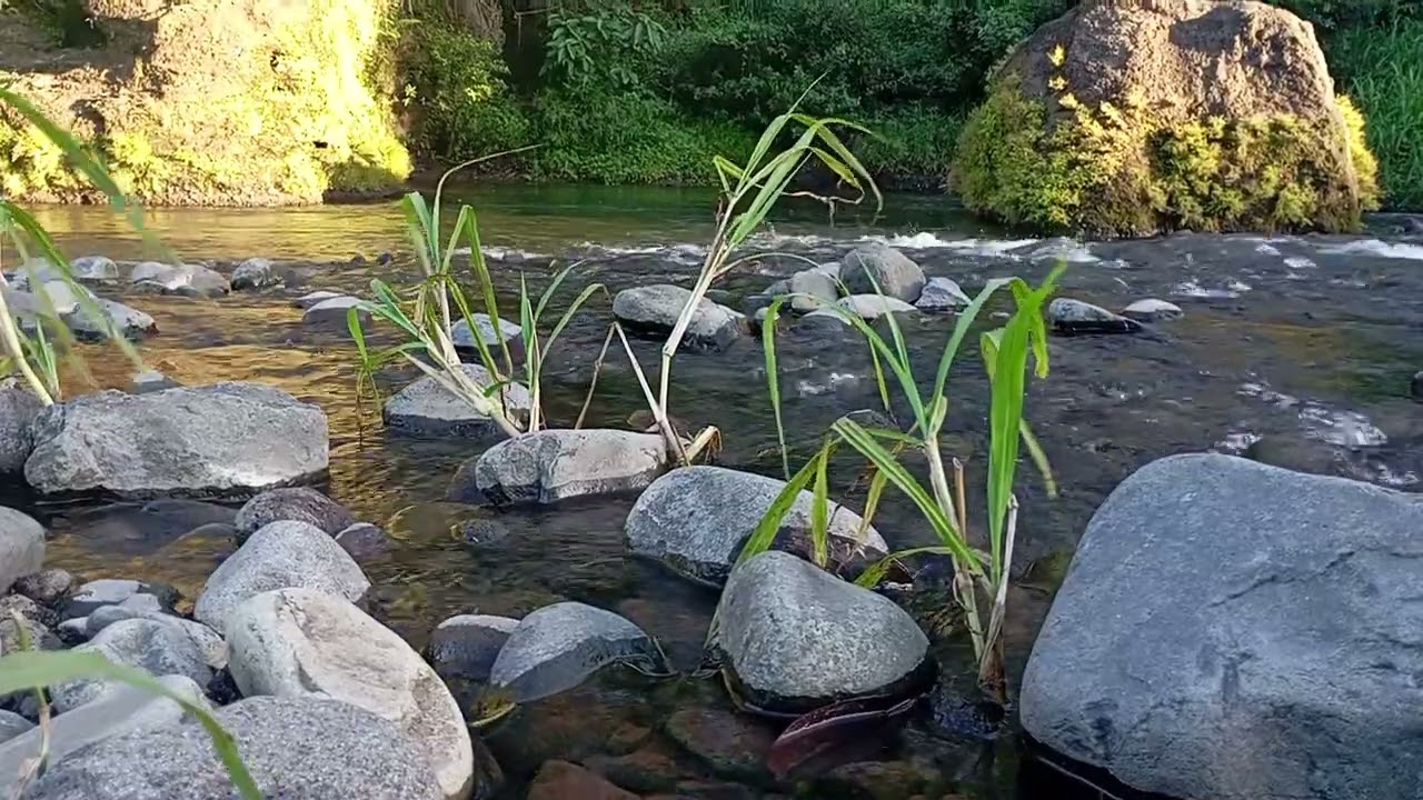Soft River Stream Under the Stars ✨ | Peaceful Night Ambience for Better Sleep