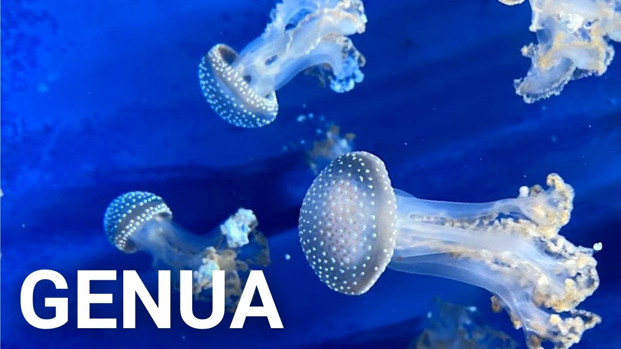 Odwiedzamy Akwarium w Genui.