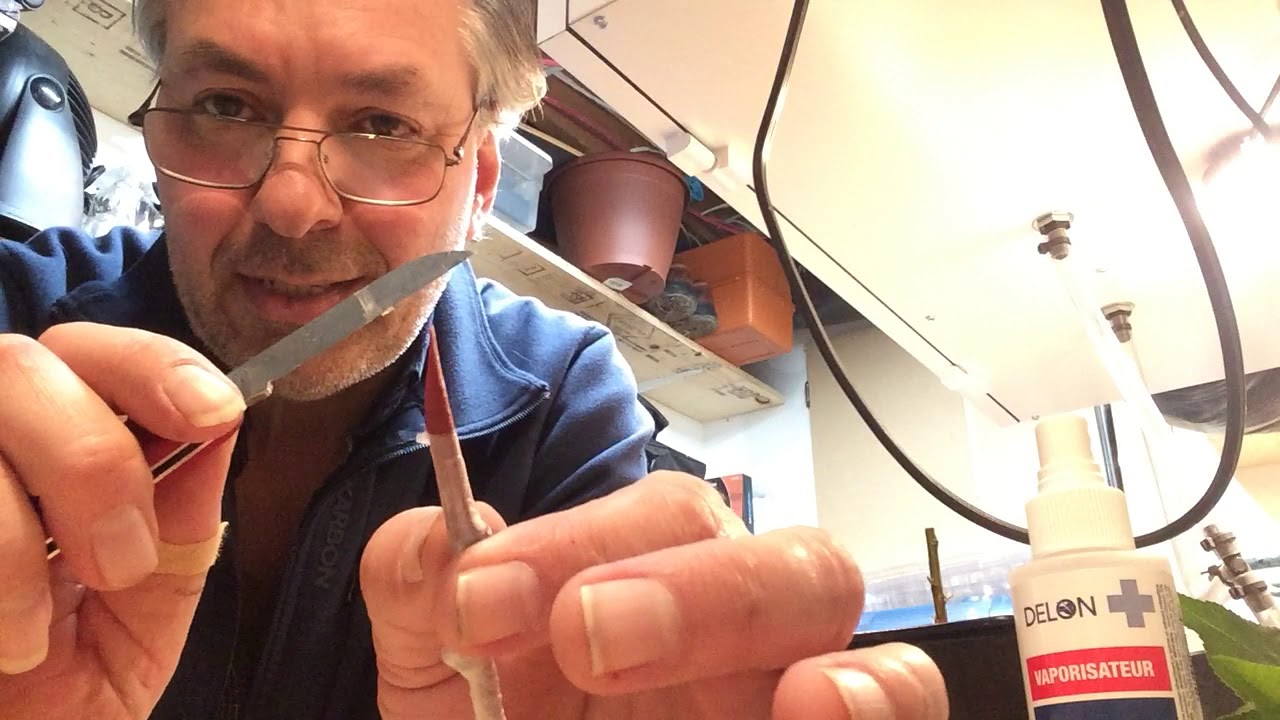 Greffe anglaise compliquée d'un abricotier