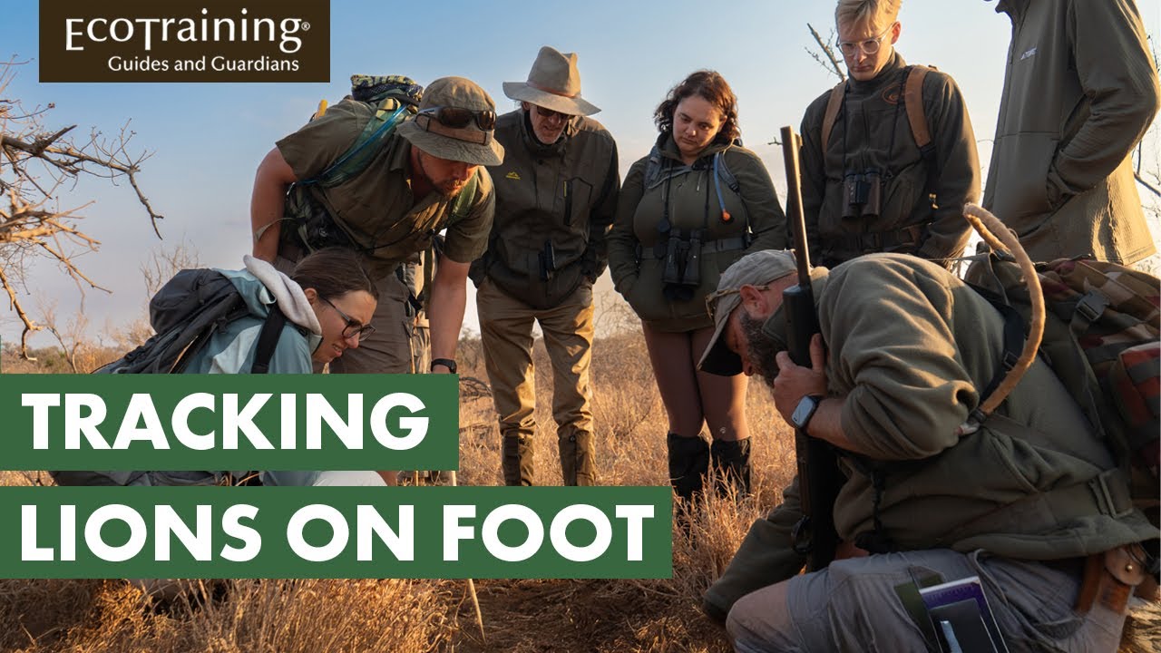 Bush Walk in search of Lions | A Virtual Safari | EcoTraining