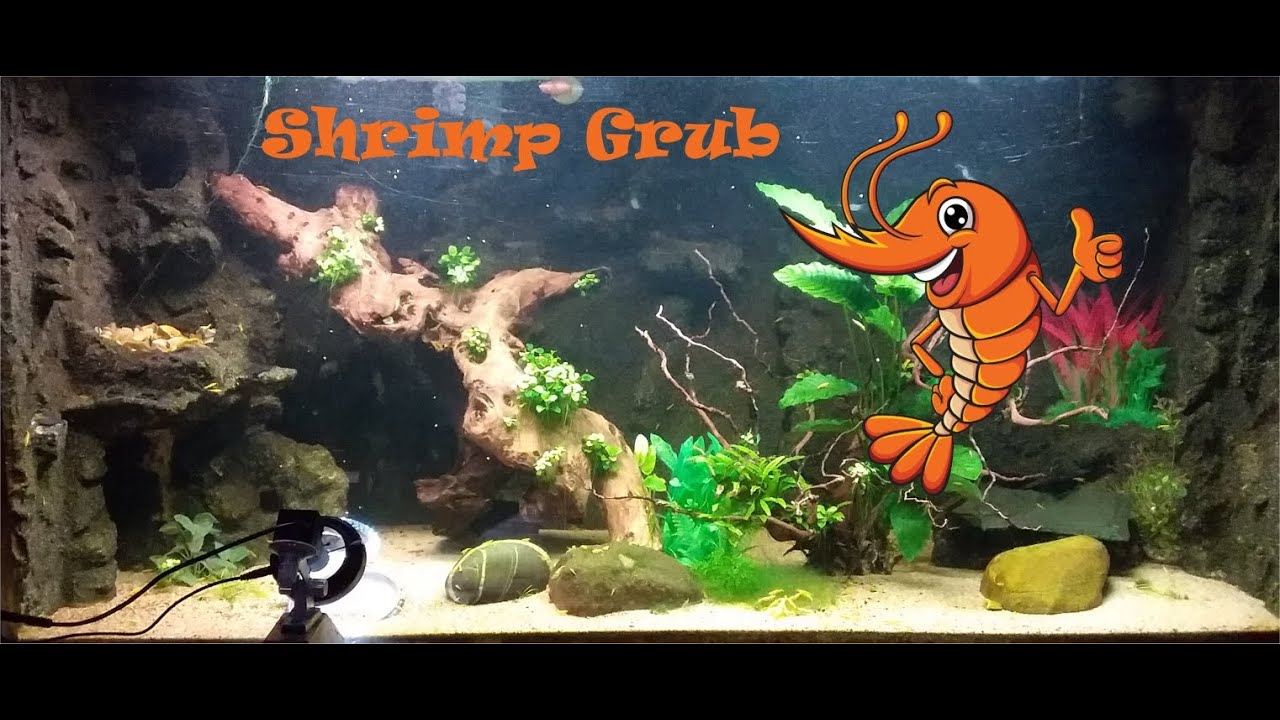 Cherry Shrimp have Nettles for dinner.