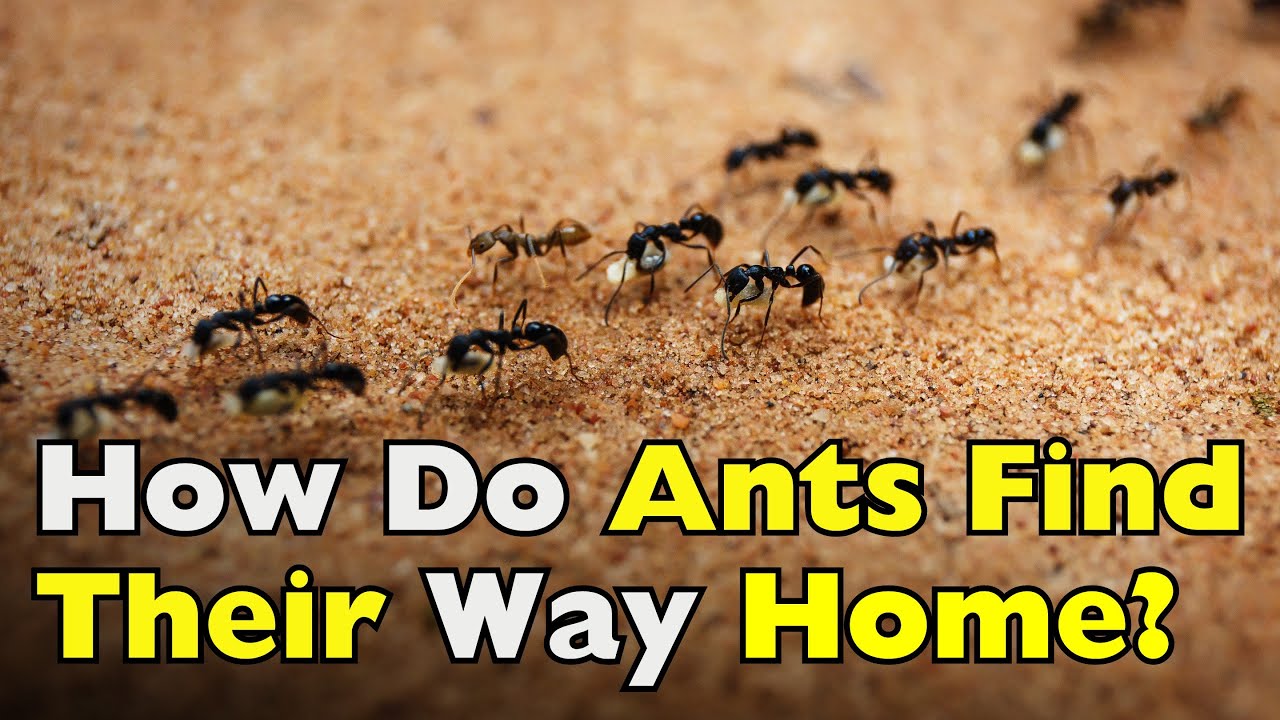 How Do Ants Find Their Way Home? The Invisible Trails Guiding Every Step [ID1306]
