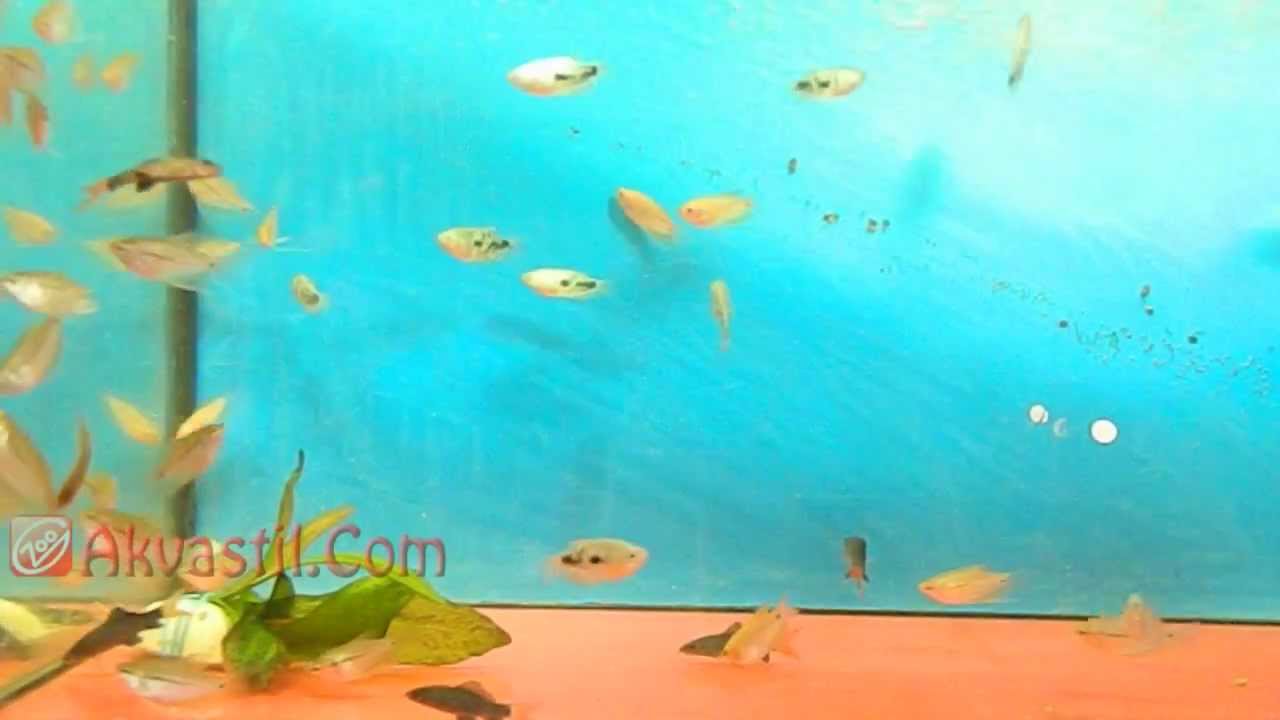 Лабео двухцветный, гурами мраморный, гурами жемчужный. Аквариумные рыбки. Аквариумистика.