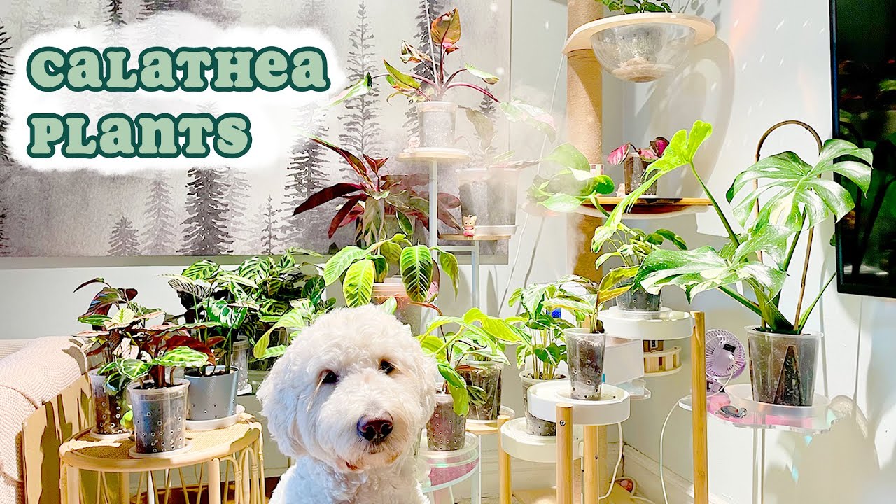 Pet-Friendly Plant Collection | Calathea & Prayer Plant 🪴