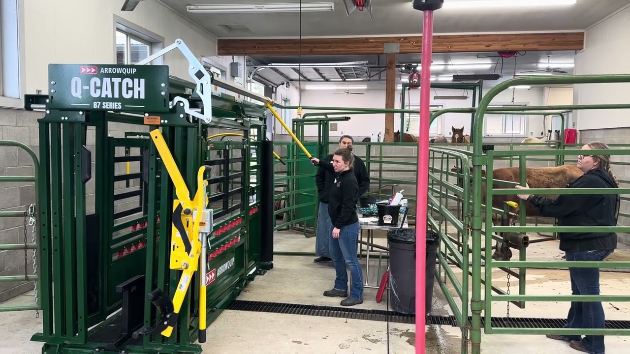 Cattle Chute Operation