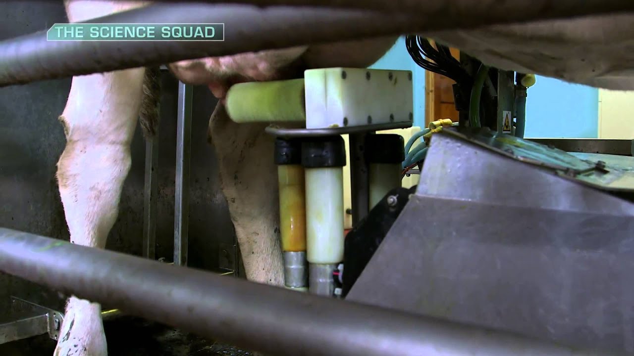 The Science Squad Series Three &ndash; Episode 2: Robotic Milking