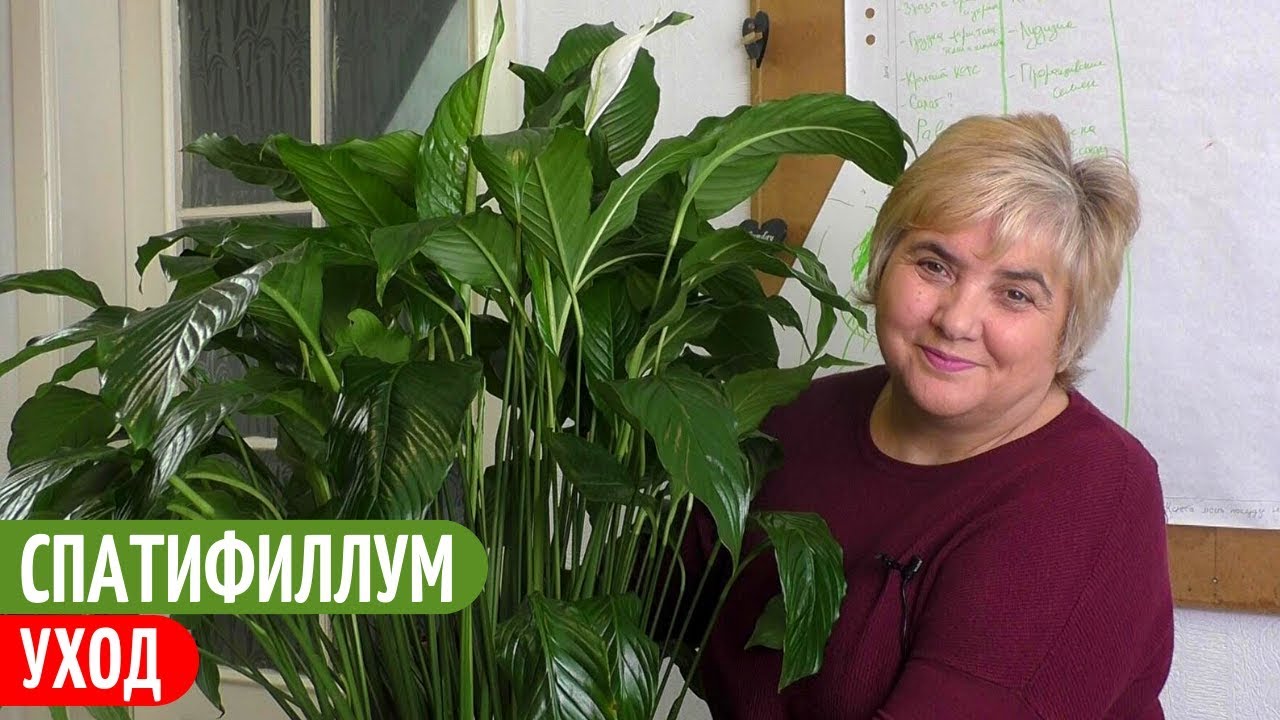 Эффективный И Безопасный ПОЛИВ СПАТИФИЛЛУМА. Мои цветы. Мой опыт.