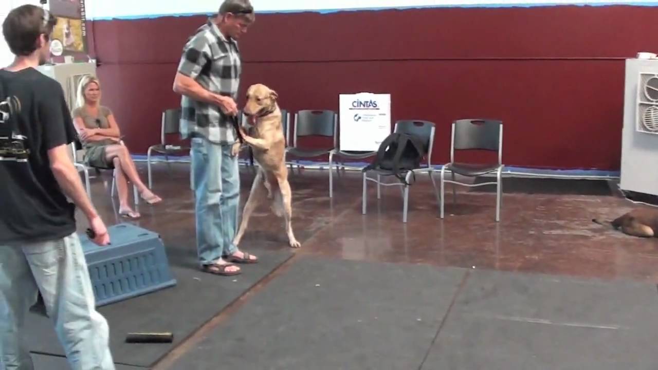 Dog Problems with Chesapeake Bay Retriever (Episode 4)