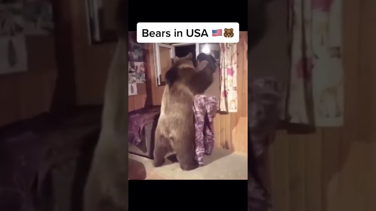 Funniest animals - funny bear video usa & russia😂😂😂 #shorts