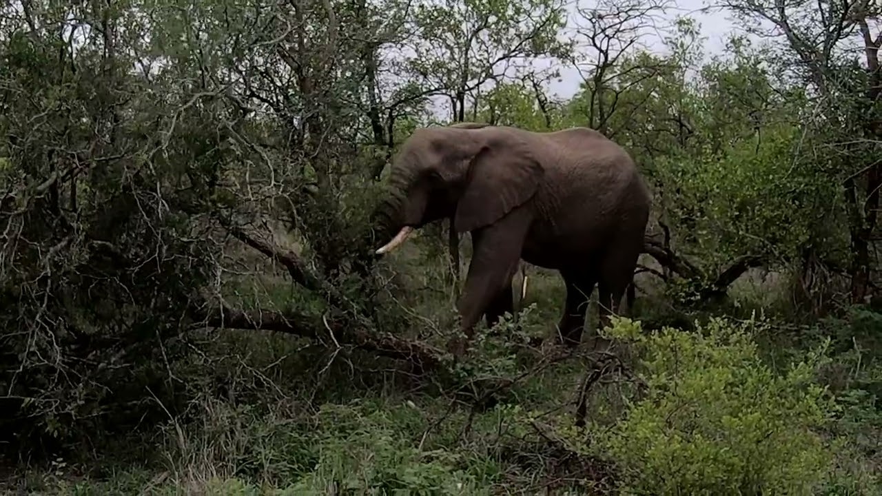 Elephant Encounters | 2021| Elephants' Lives Matters | Conserve Eli's | Kruger Region | South Africa