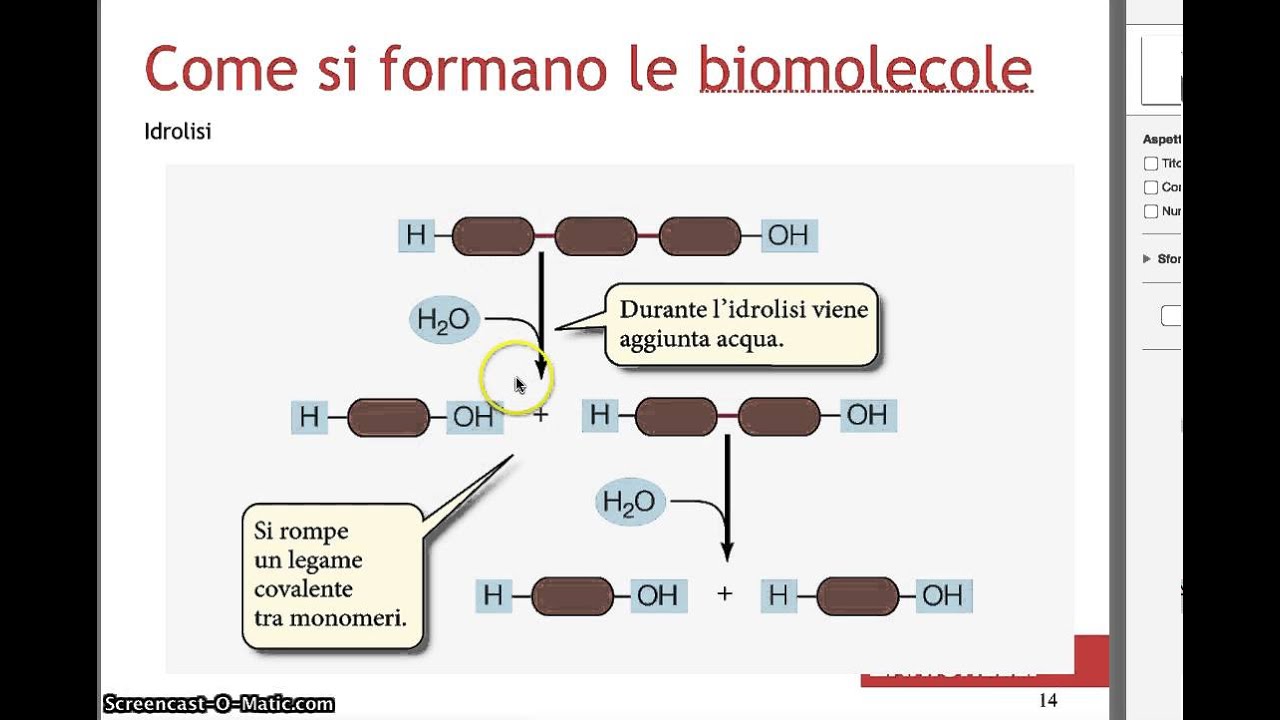 biomolecole