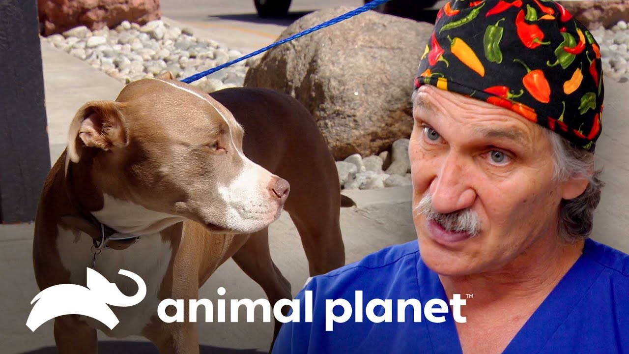 Tratando pit bull que engoliu um caroço de manga | Veterinário das montanhas | Animal Planet Brasil