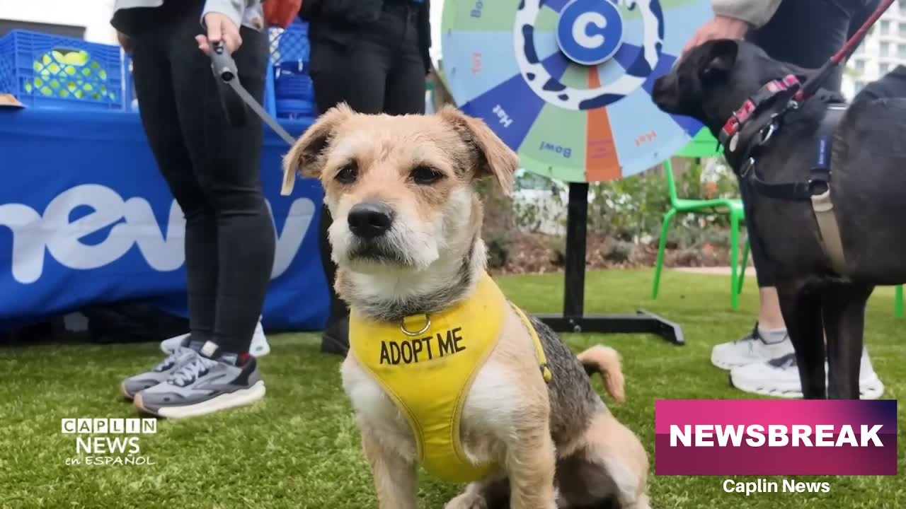 Un nuevo parque canino en Coral Gables transforma la rutina de los vecinos