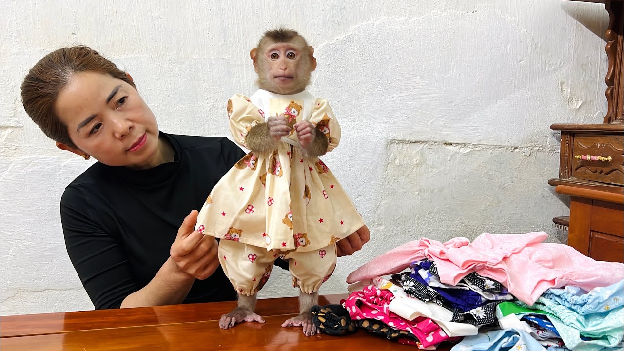 Baby monkey Tina is so beautiful in the new clothes given by fans.