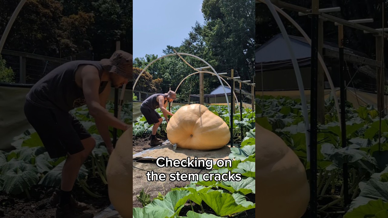 I never like doing this 🎃🏋️ #giantpumpkin #gardening #plants #pumpkin #garden #vegetables