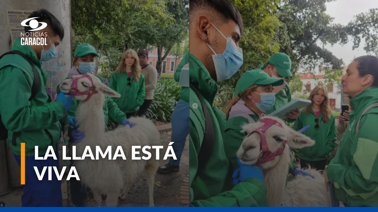 Luna, la llama que se desplomó en el centro de Bogotá está viva: la Alcaldía se pronunció