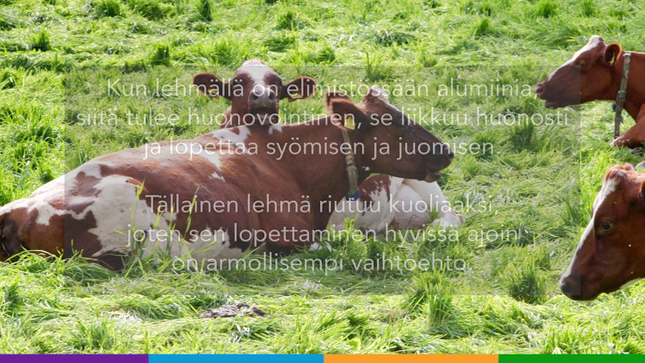 Lehmien syömät metallit