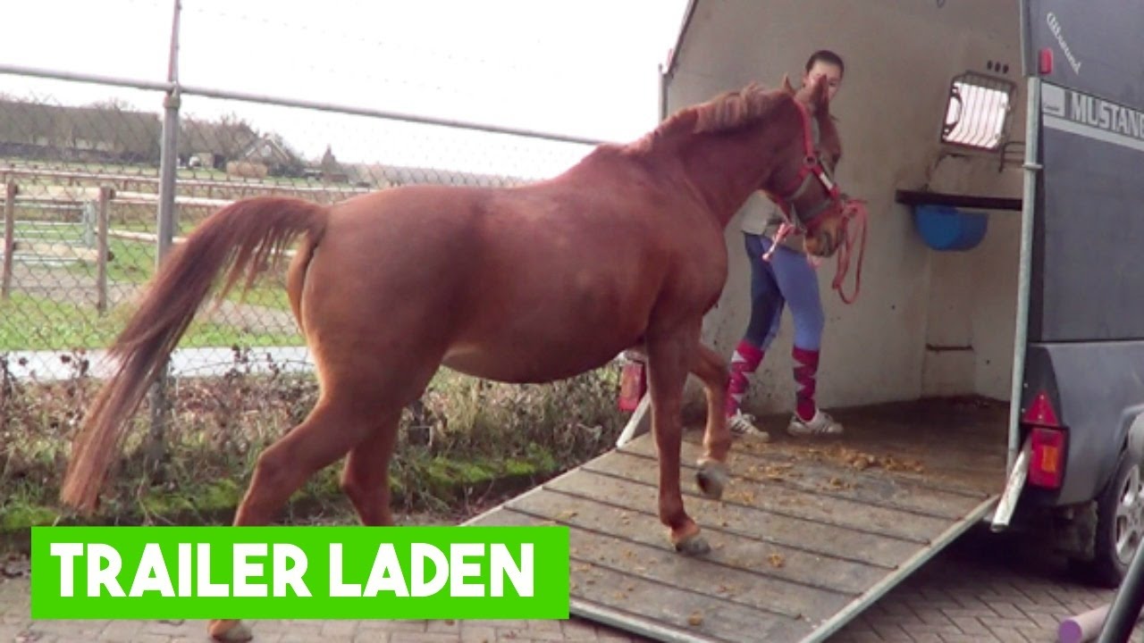 Mijn paard durft niet in de trailer, wat nu?! | LeanneAbigail