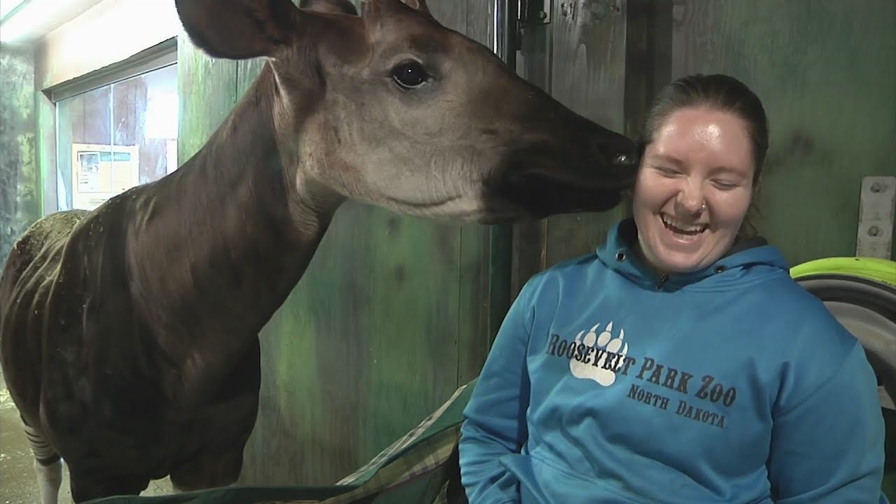How do zoos protect animals who thrive in warm climates during North Dakota winters?