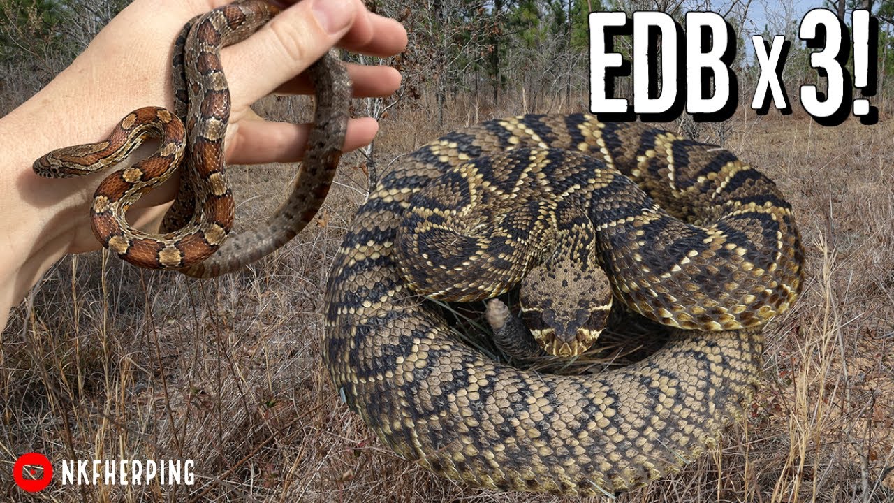 Triple Diamondback Hike!! Finding Massive Rattlesnakes Hidden in the Grass in Georgia!