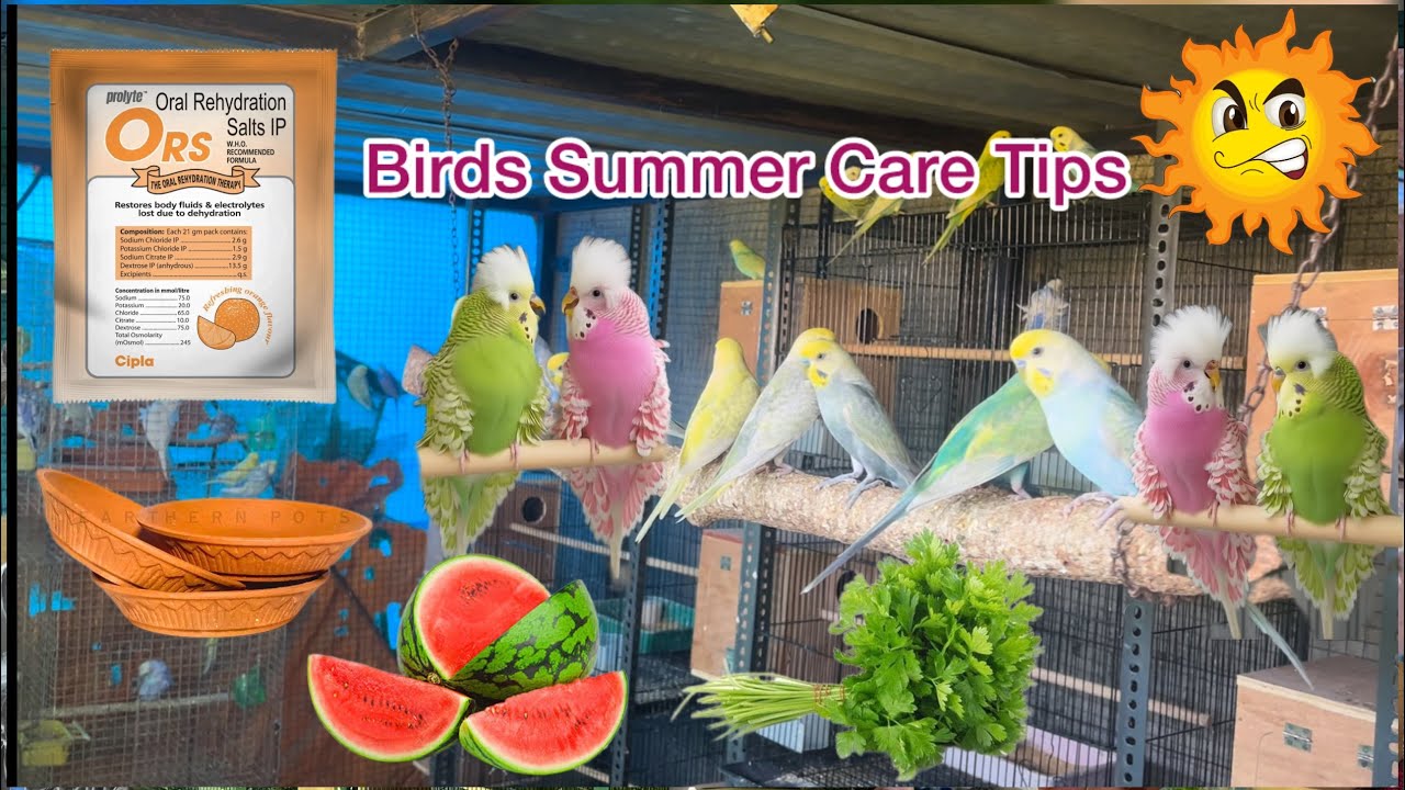 How To Take Care Of Budgies In Summer | Garmi Mai Bajri Toto Ki Dekhbhaal kase 2026