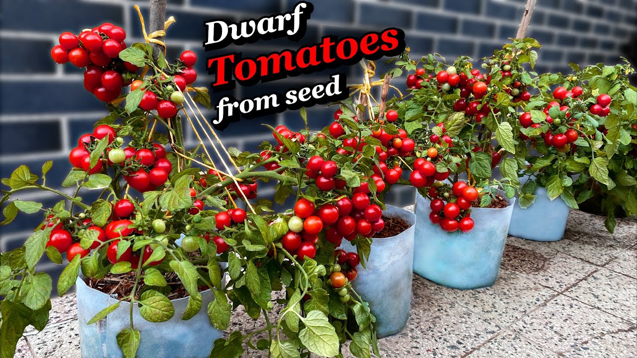 Growing Tomatoes from Seed to Harvest - Step by Step