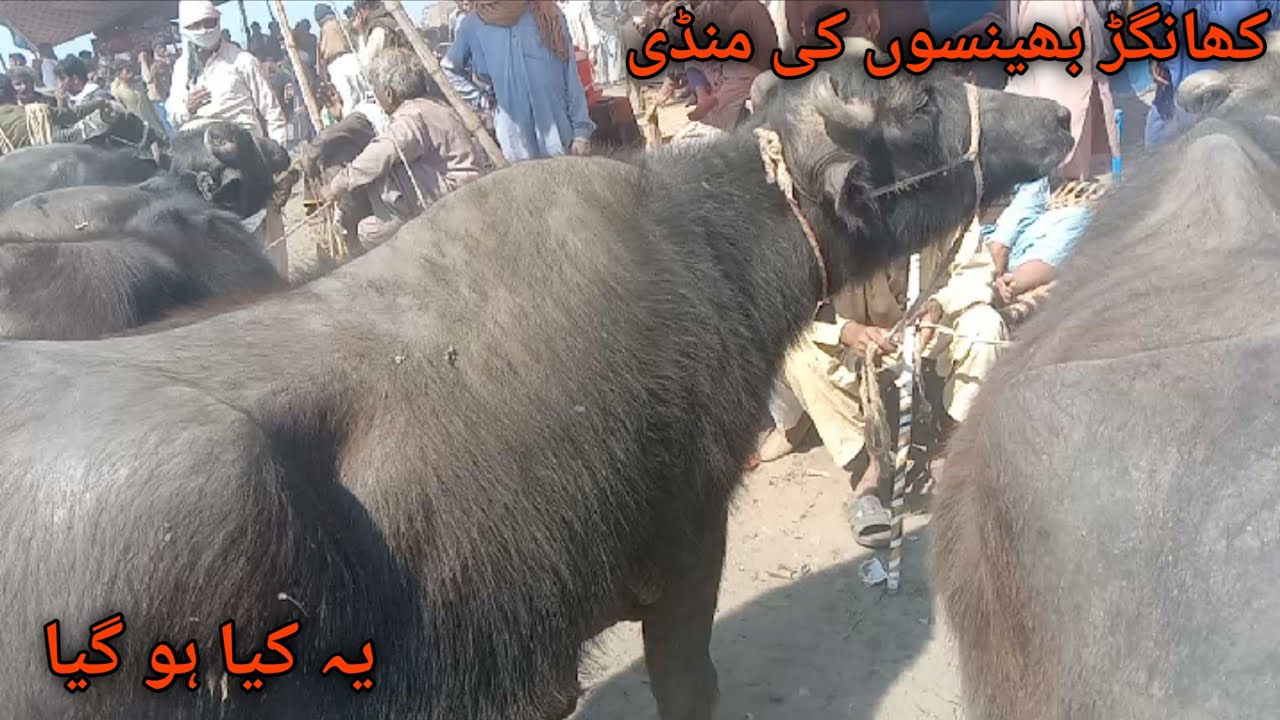Khangar buffalo price in Malumor mandi Jhang ! Buffalo fresh rates update !