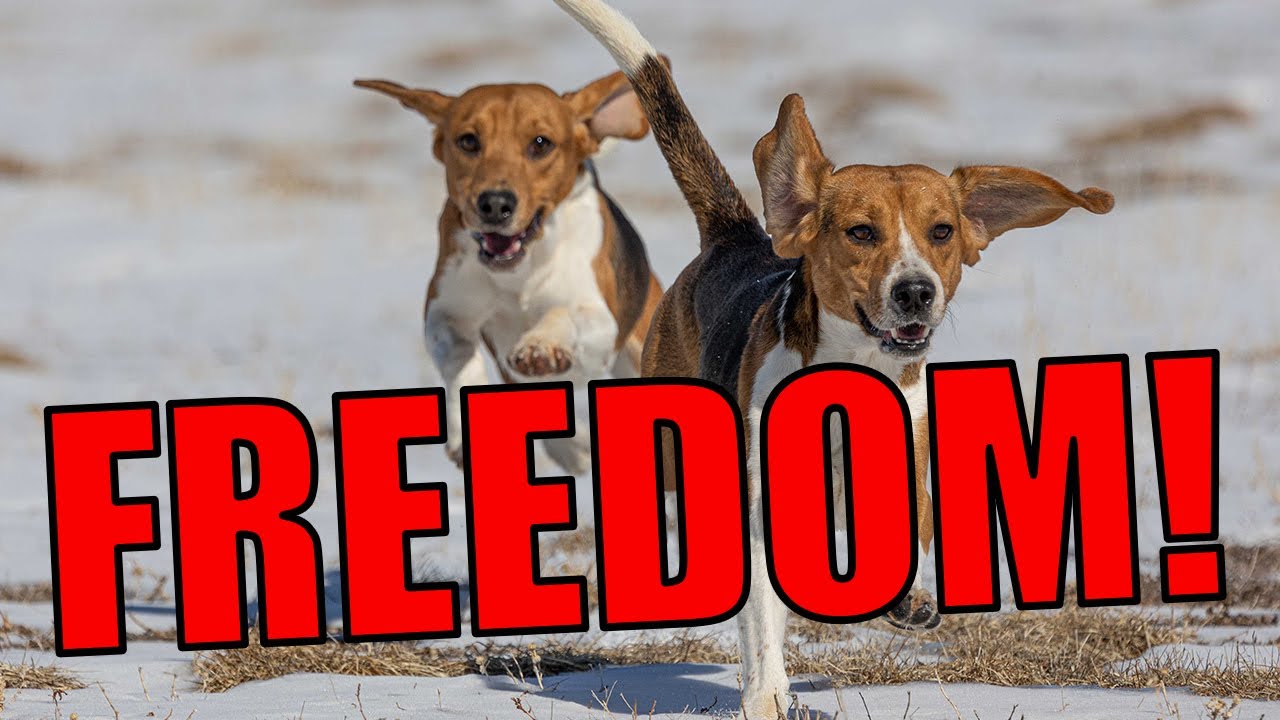 Kindness Ranch Coordinates Rescue of 150 beagles!