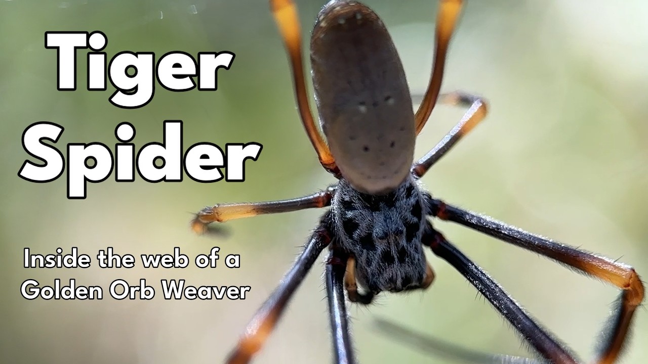 Tiger Spider   Inside the Web of a Golden Orb Weaver