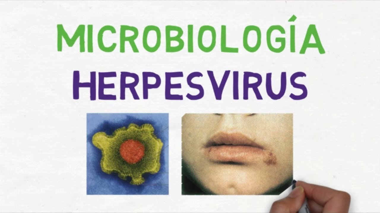 Microbiología: Herpesvirus (Generalidades)