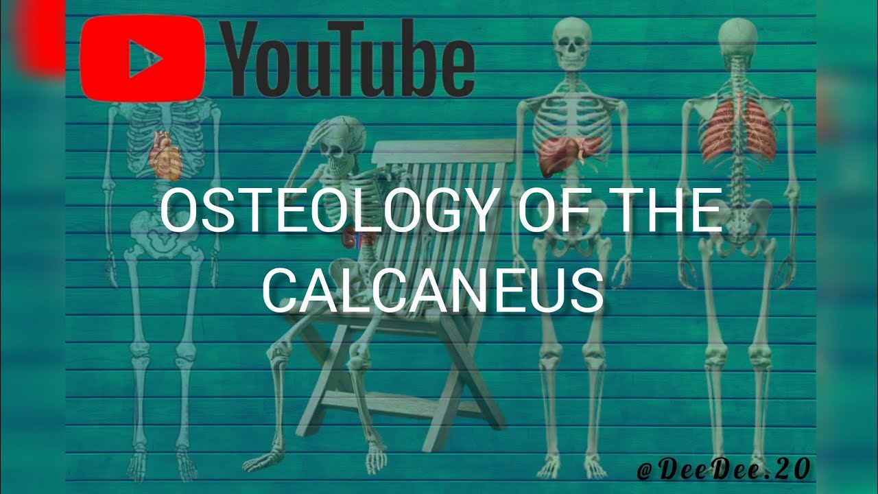 OSTEOLOGY OF THE CALCANEUS