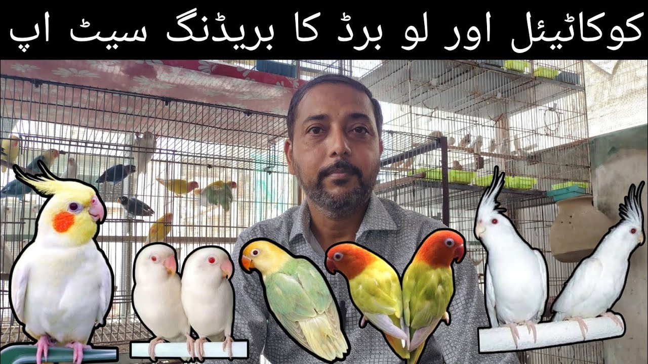 Visit Asif Birds Farm Albino Red Eyes, Sapphire, Creamino Decino, Pale Fellow, Eno & Cream Cockatiel