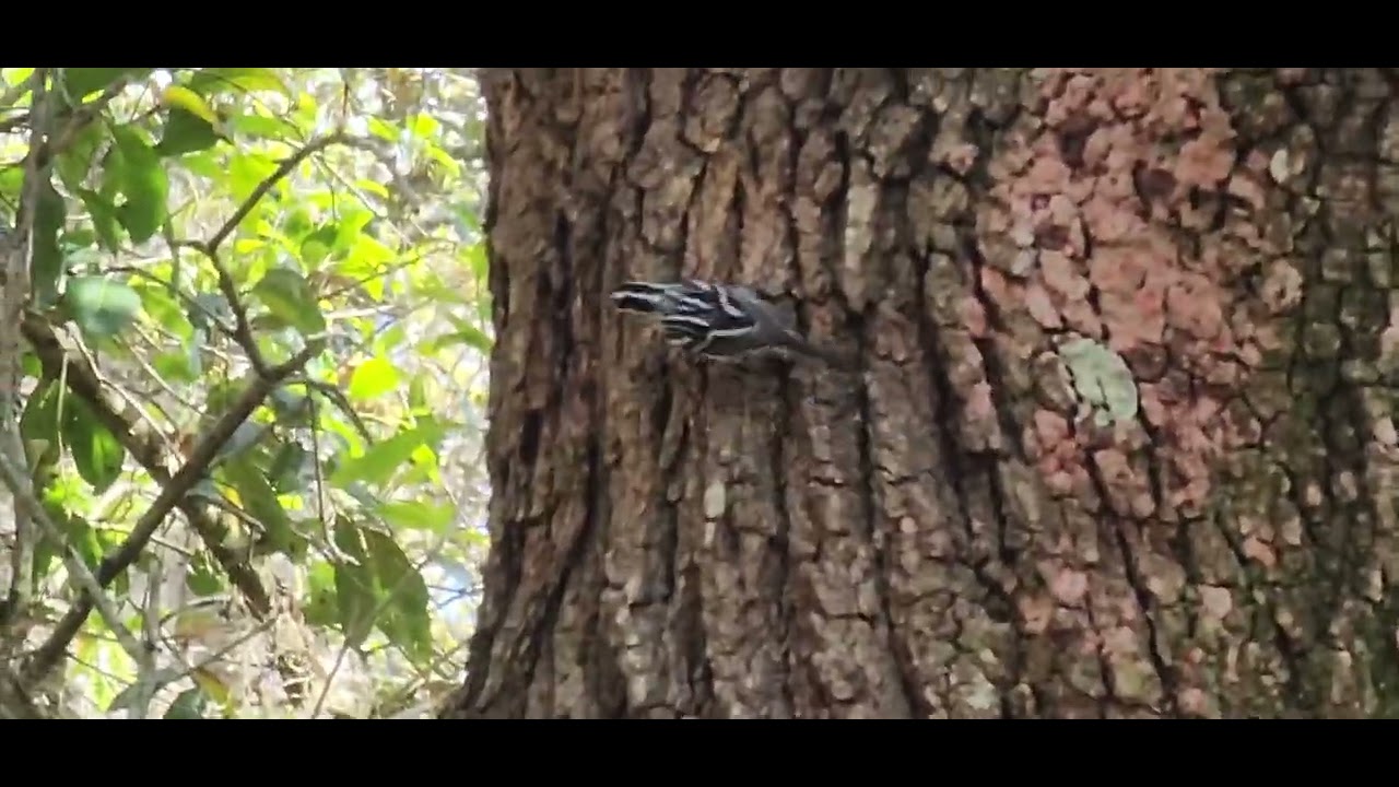 Black-and-white warbler on a large live oak tree.