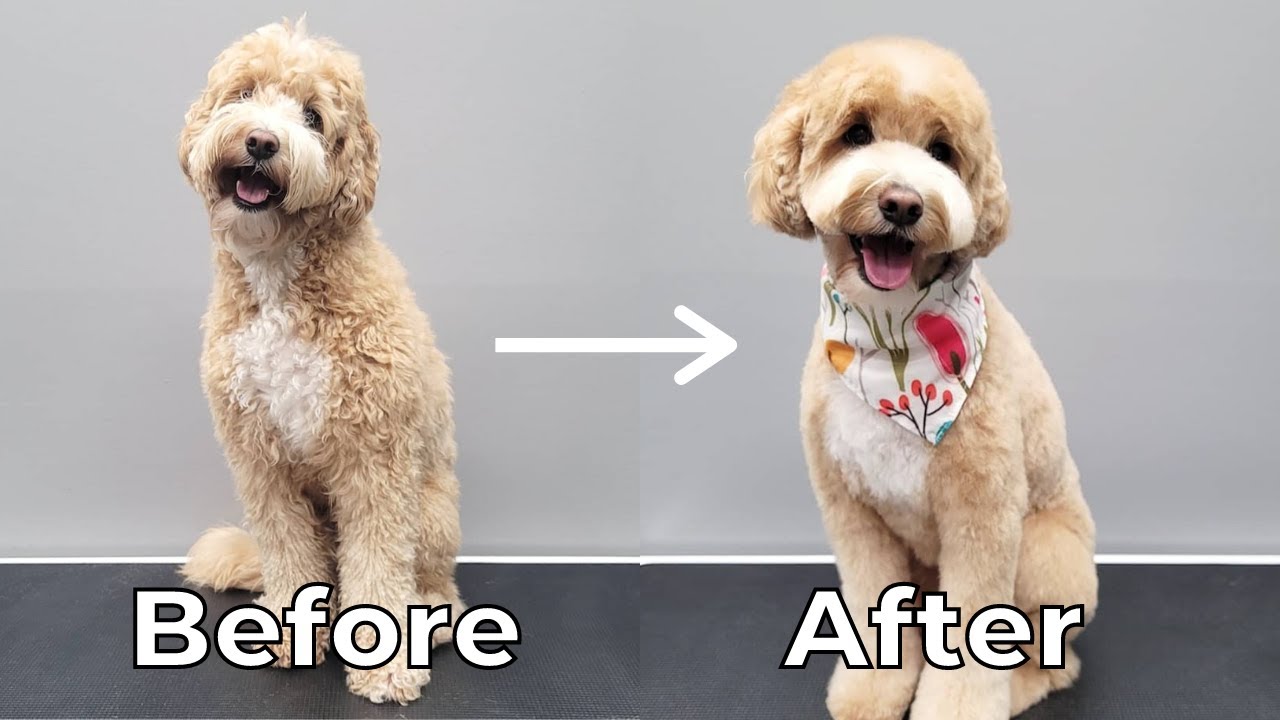 Taking My Dog to the Groomer [Mini Labradoodle]