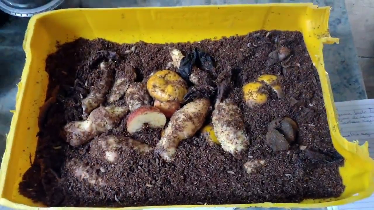 resultado da conversão Alimentar das mosca soldado negro incrível