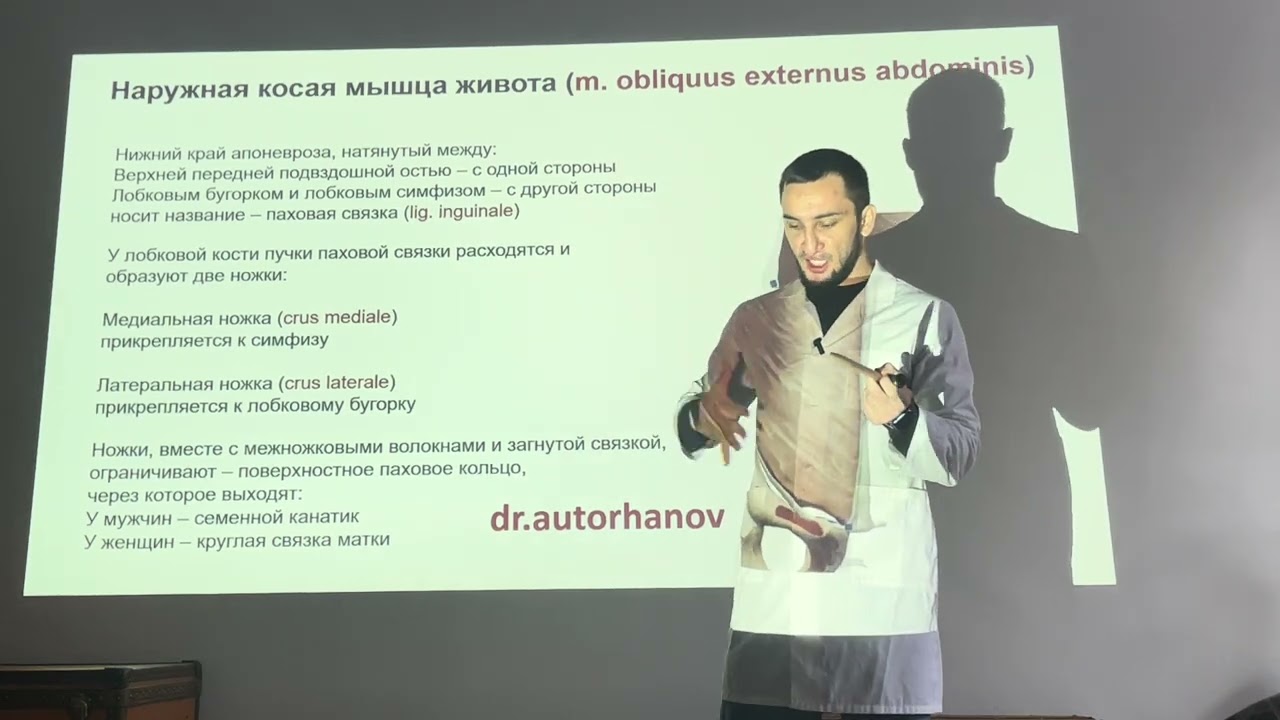 АНАТОМИЯ МЫШЦ ЖИВОТА, МЫШЦЫ ЖИВОТА, ПАХОВЫЙ КАНАЛ