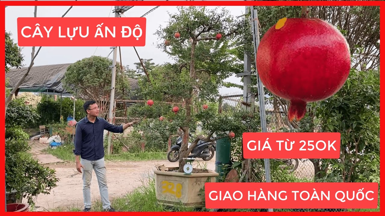Cây Lựu Đỏ Ấn Độ [ Gía Chỉ Từ 250k ] Đt/Zalo 0968750386 | 0923916866