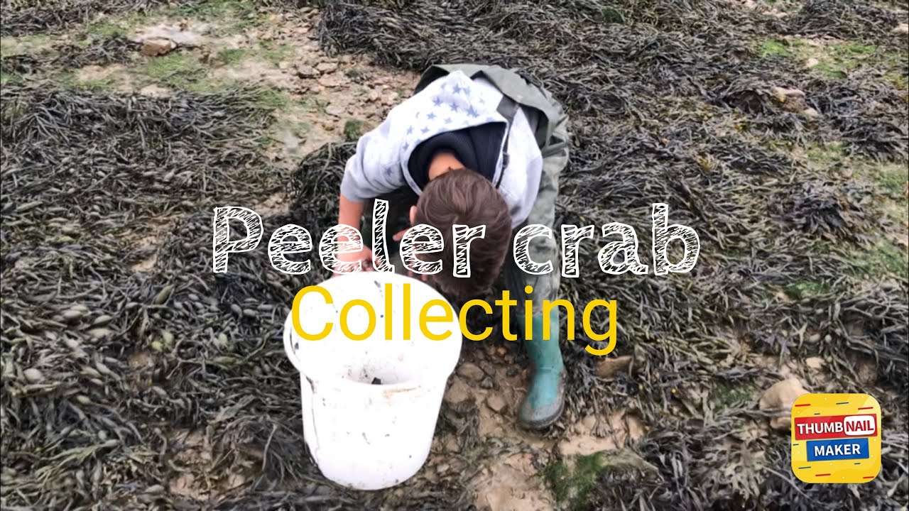 Collecting peeler crab rock turning do’s and don’ts