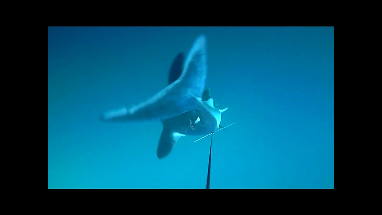 Film Heringshai Faeroer Live Unterwasser Heringshaiangeln F&auml;r&ouml;er Inseln